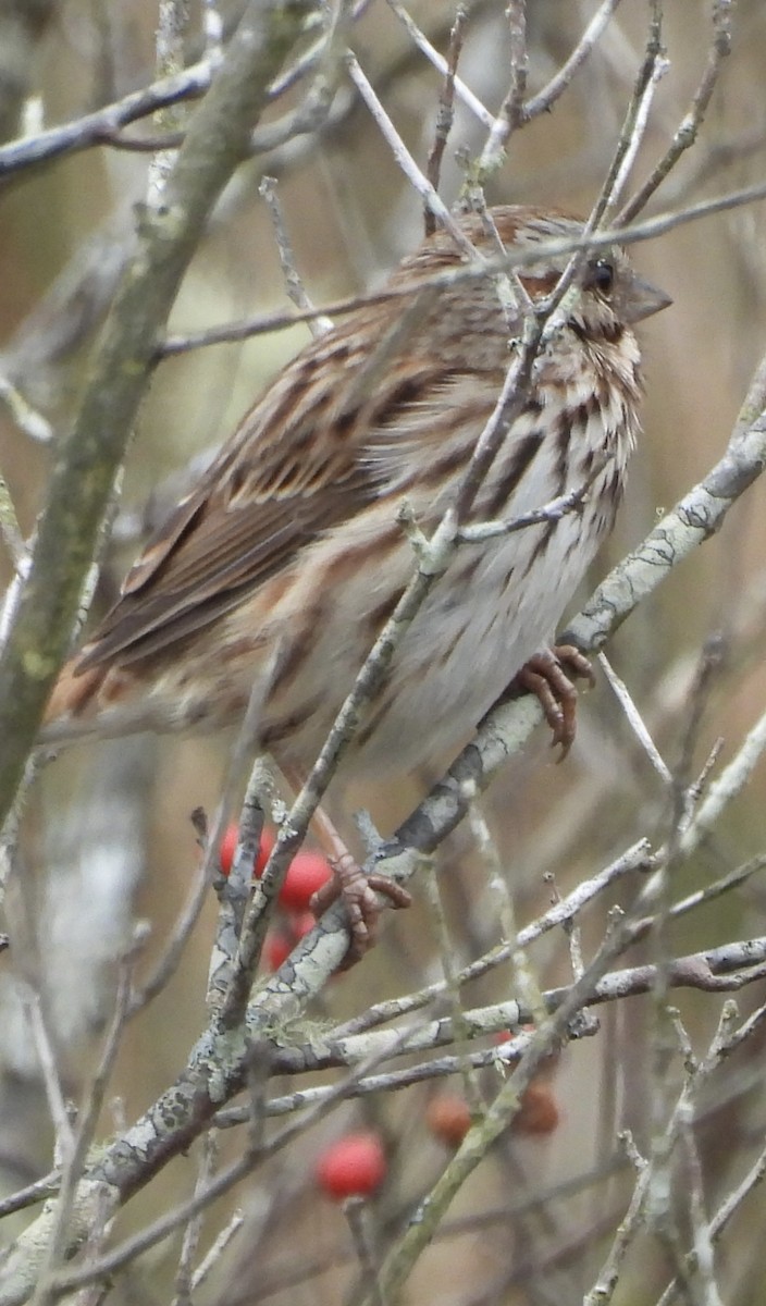 Song Sparrow - ML645859916