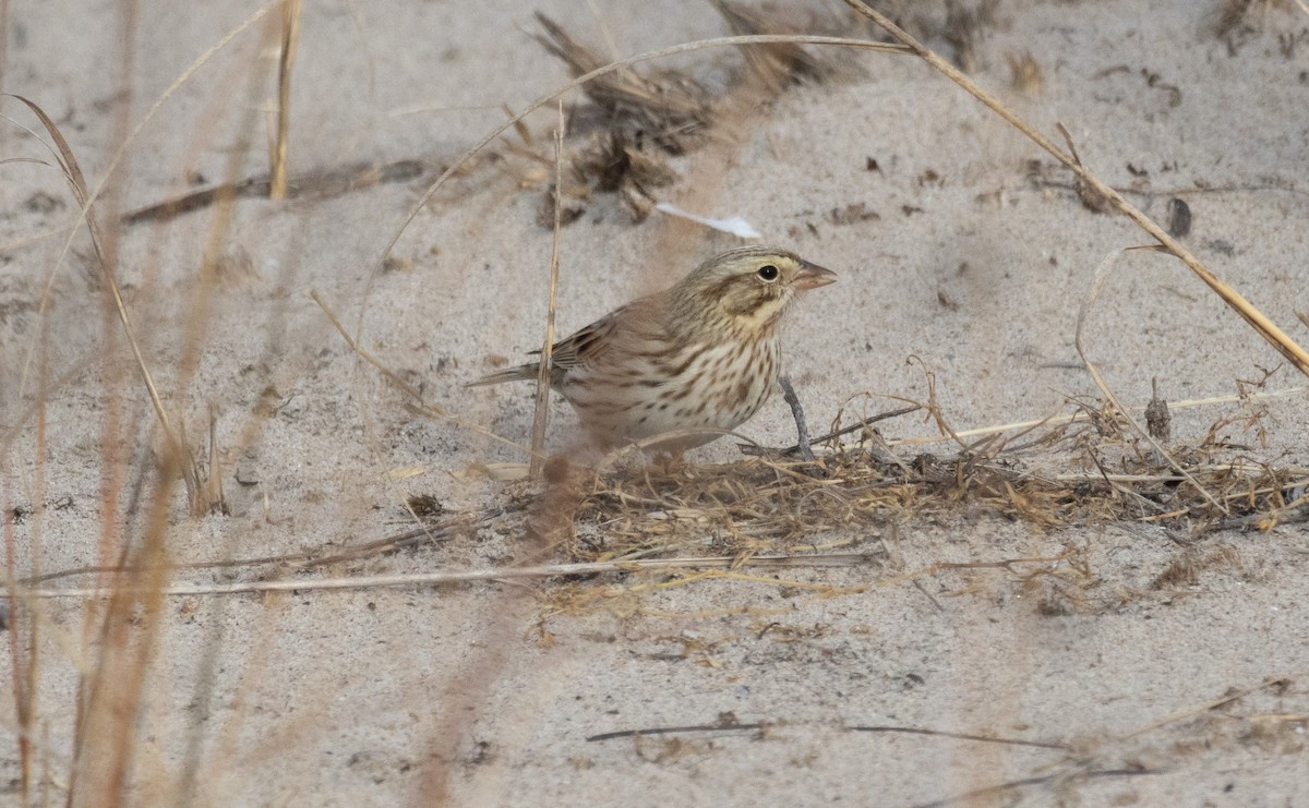 Savannah Sparrow (Ipswich) - ML645859919