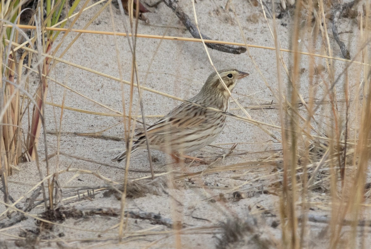 Savannah Sparrow (Ipswich) - ML645859920