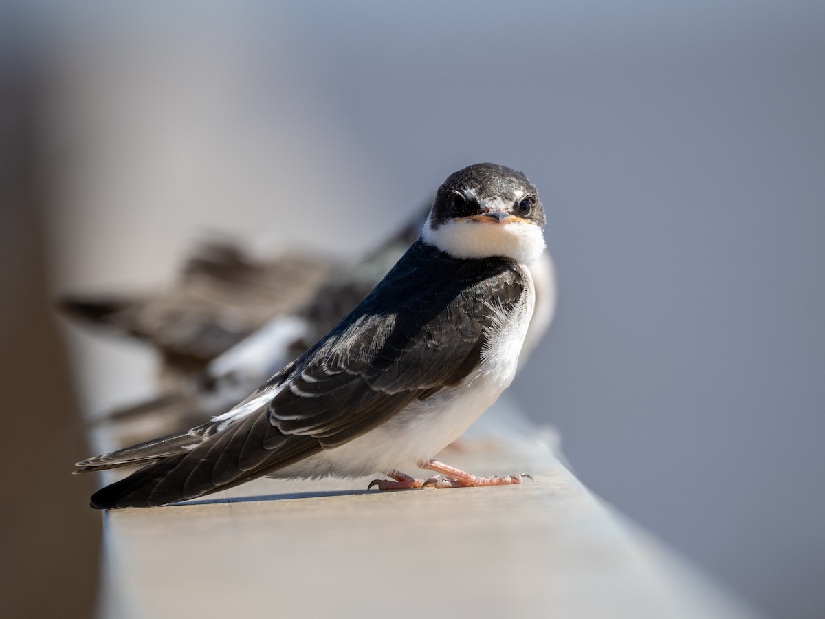 Ak Sokumlu Kırlangıç - ML645859925