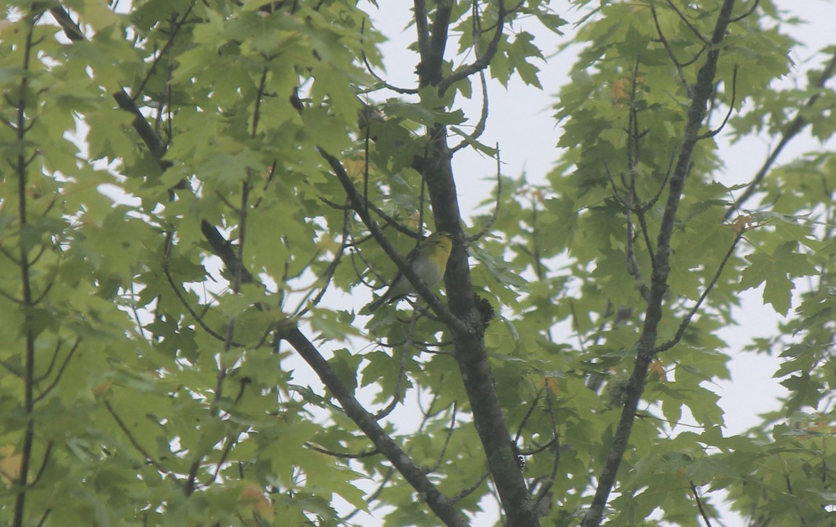 Yellow-throated Vireo - ML645859931