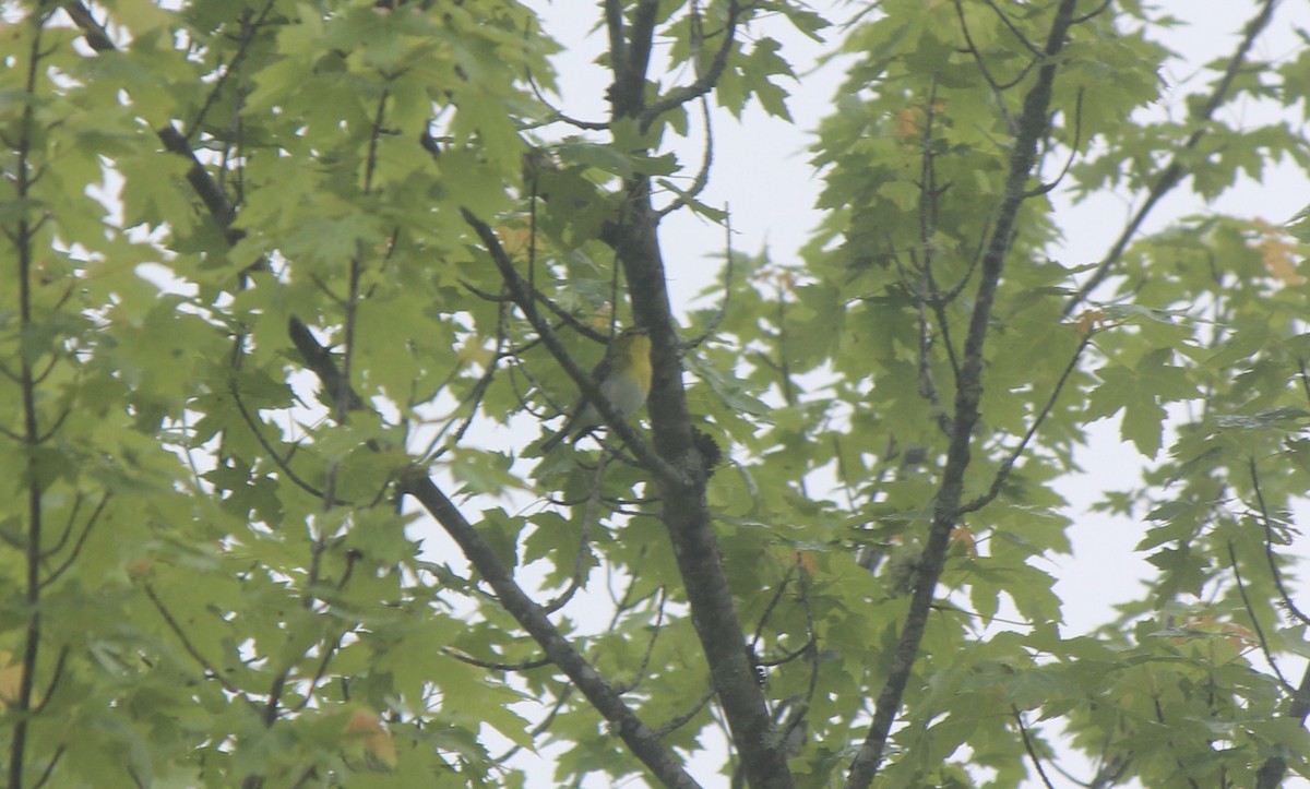 Yellow-throated Vireo - ML645859932