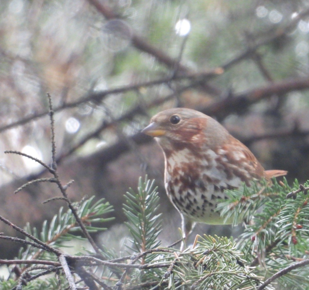 strnadec kaštanový - ML645859933