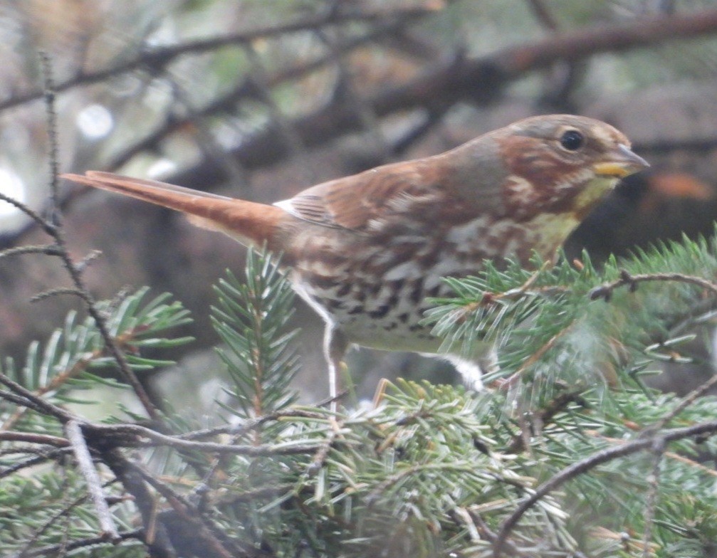 strnadec kaštanový - ML645859934