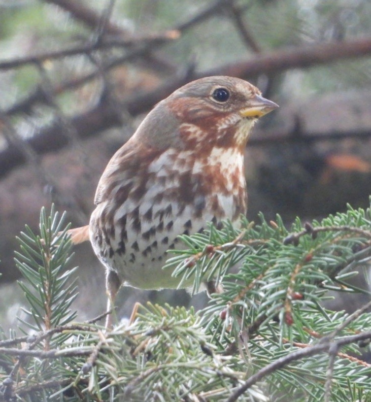 strnadec kaštanový - ML645859935