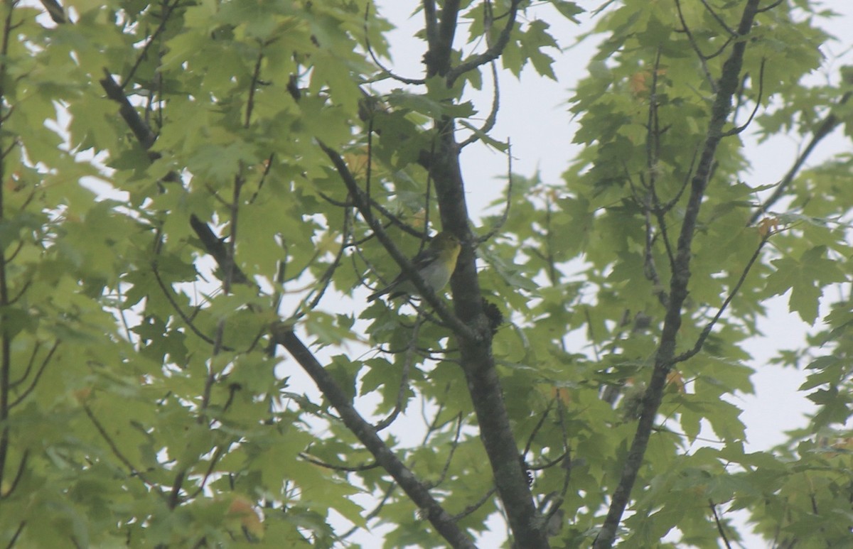 Yellow-throated Vireo - ML645859936