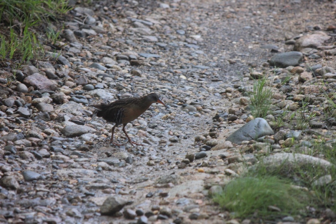 Пастушок віргінський - ML645859939