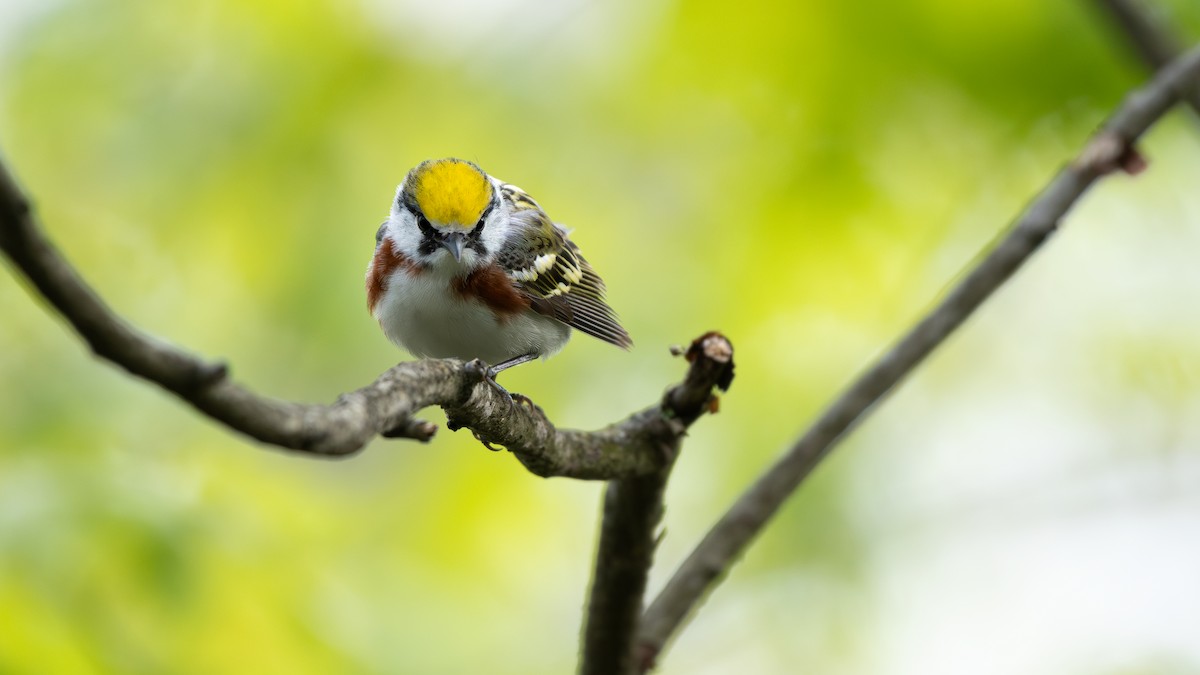 Chestnut-sided Warbler - ML645859944