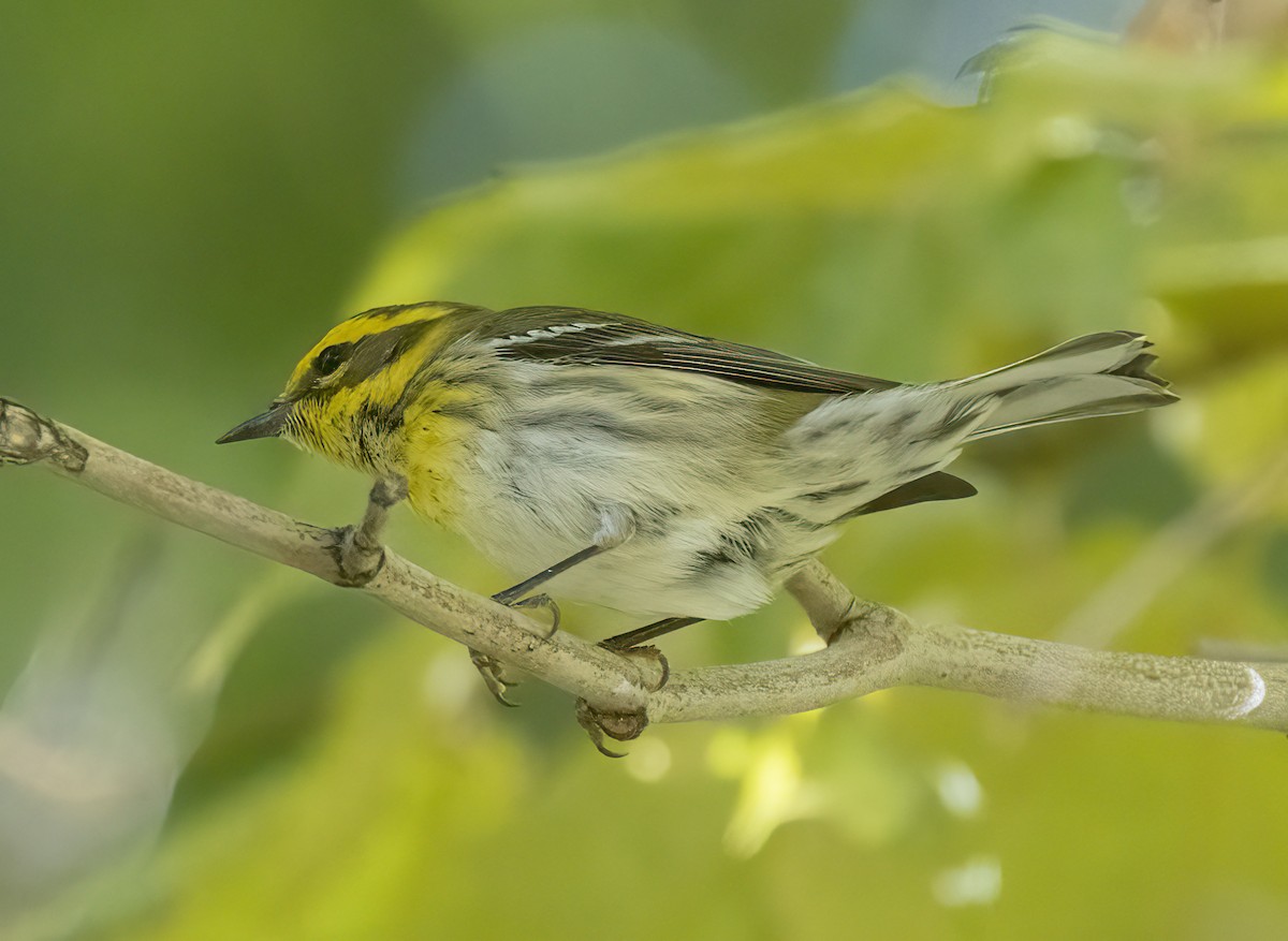 Townsend's Warbler - ML645859949