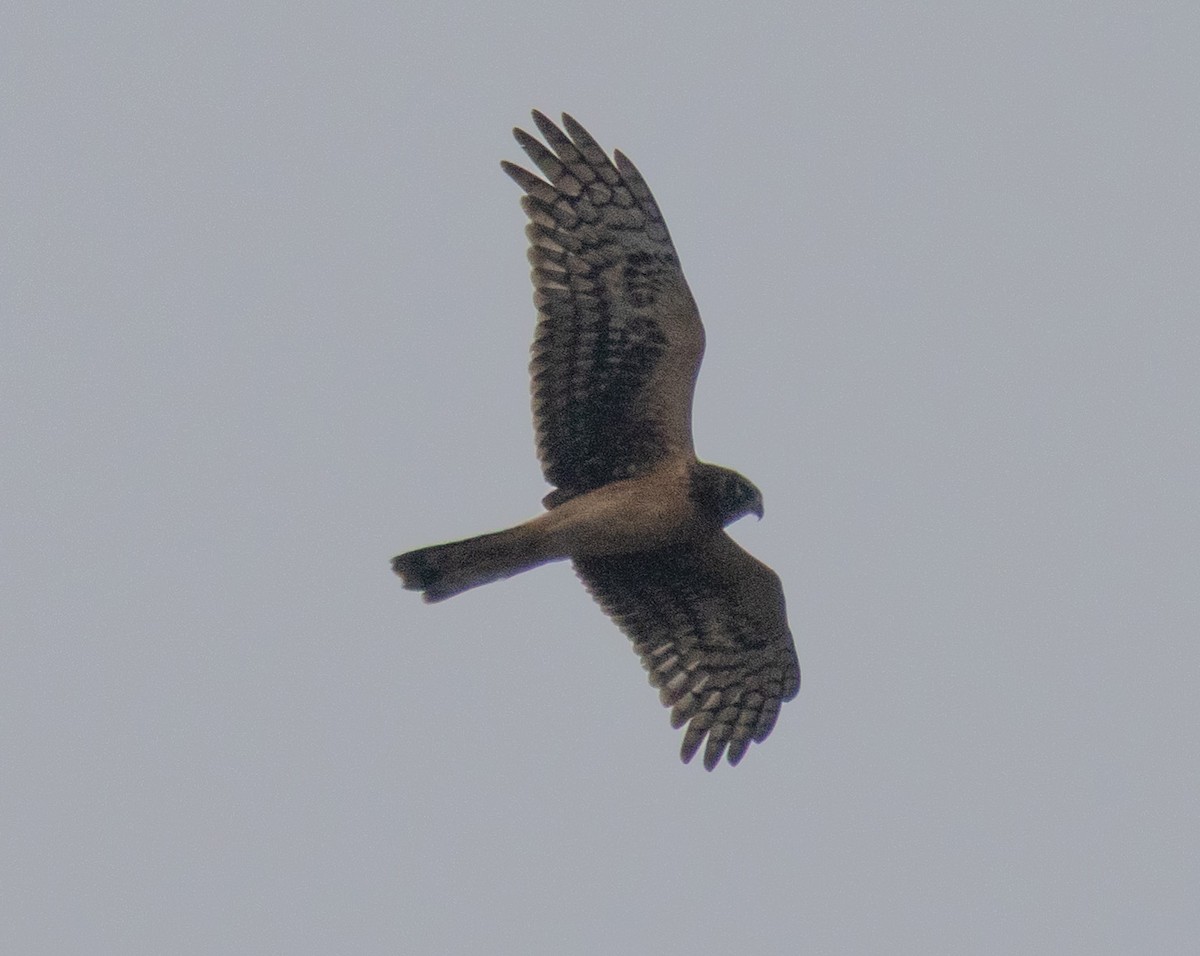 Northern Harrier - ML645859951