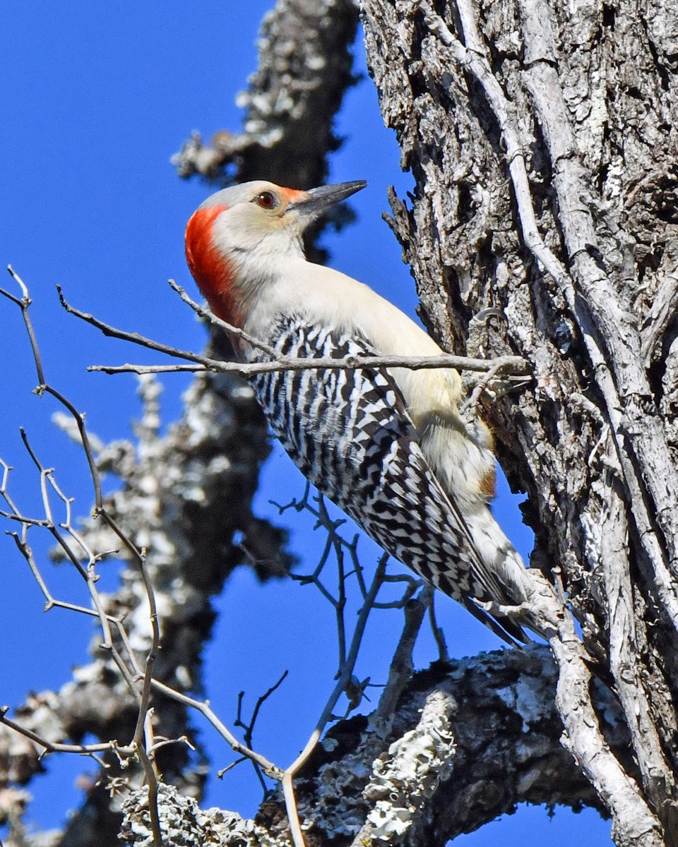 Red-bellied Woodpecker - ML645859955