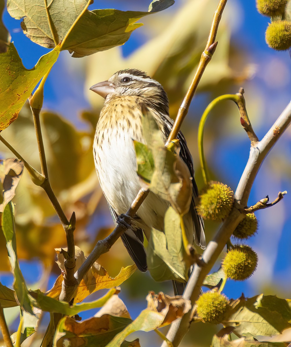 Rose-breasted Grosbeak - ML645859956