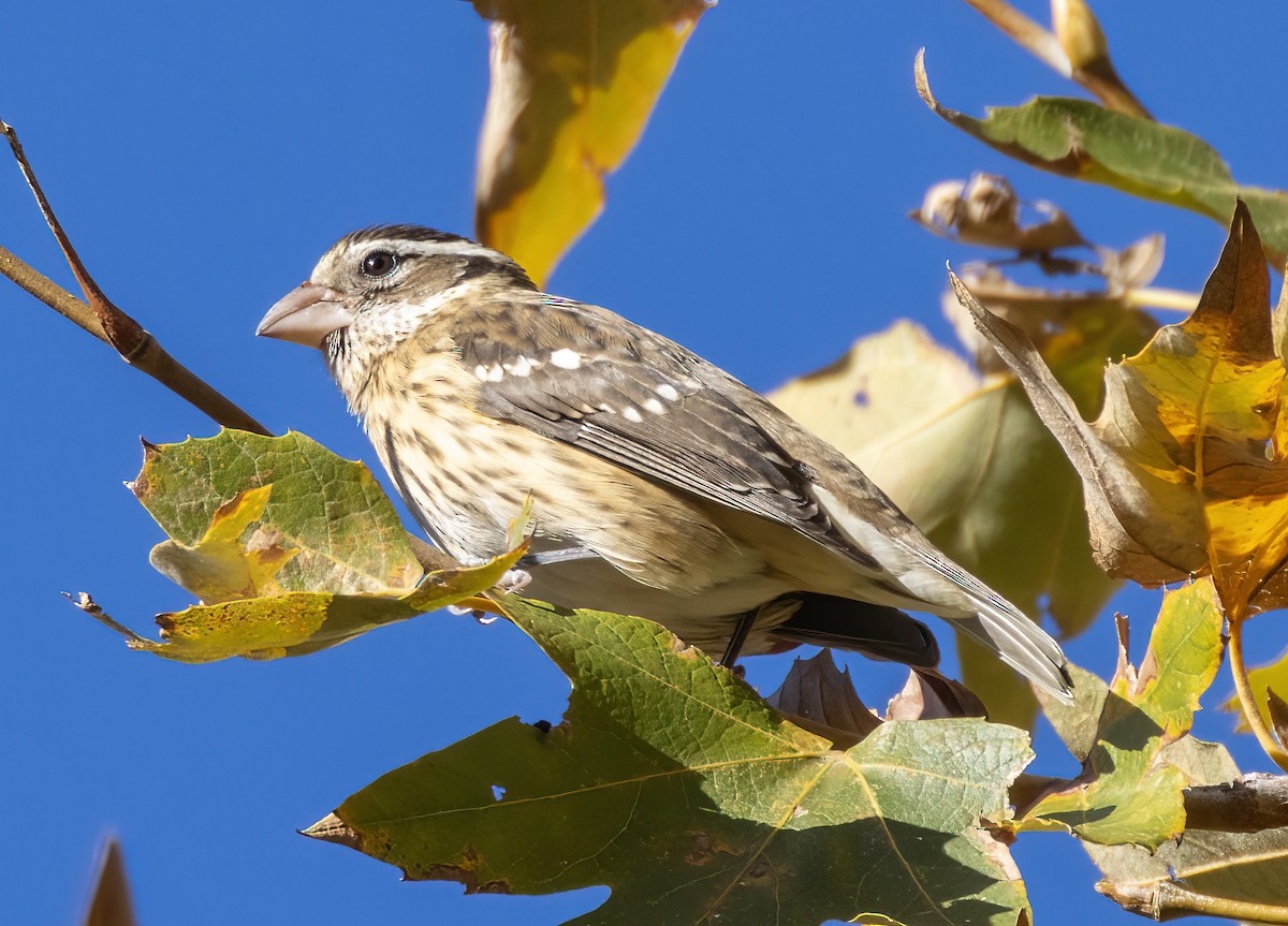 Rose-breasted Grosbeak - ML645859957