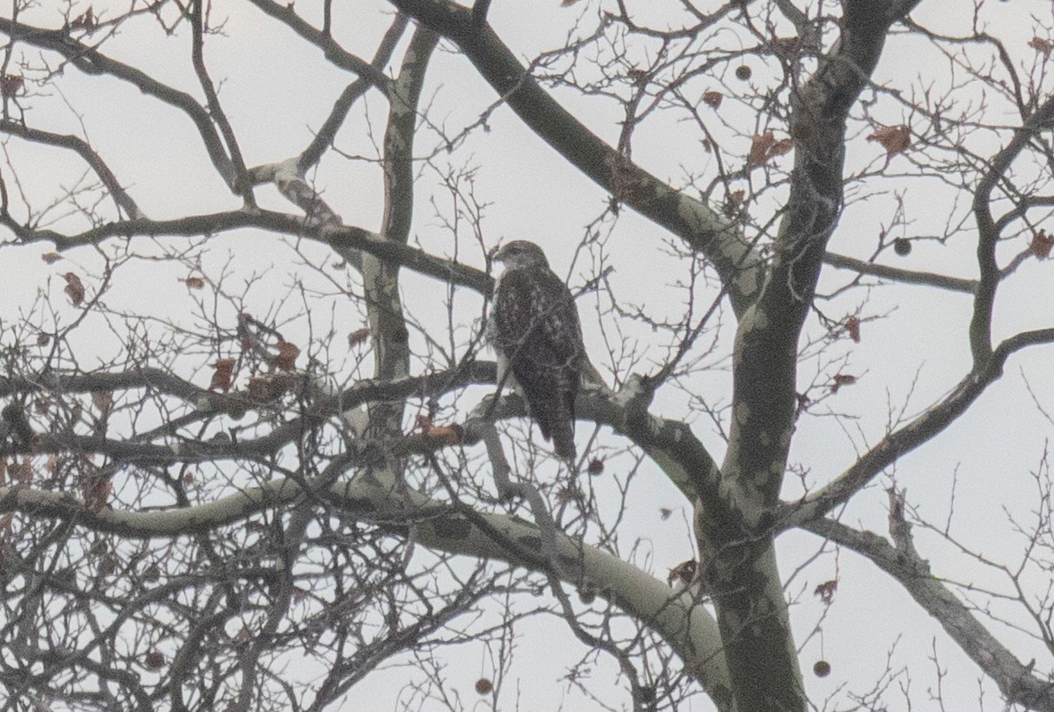Red-tailed Hawk - ML645859958