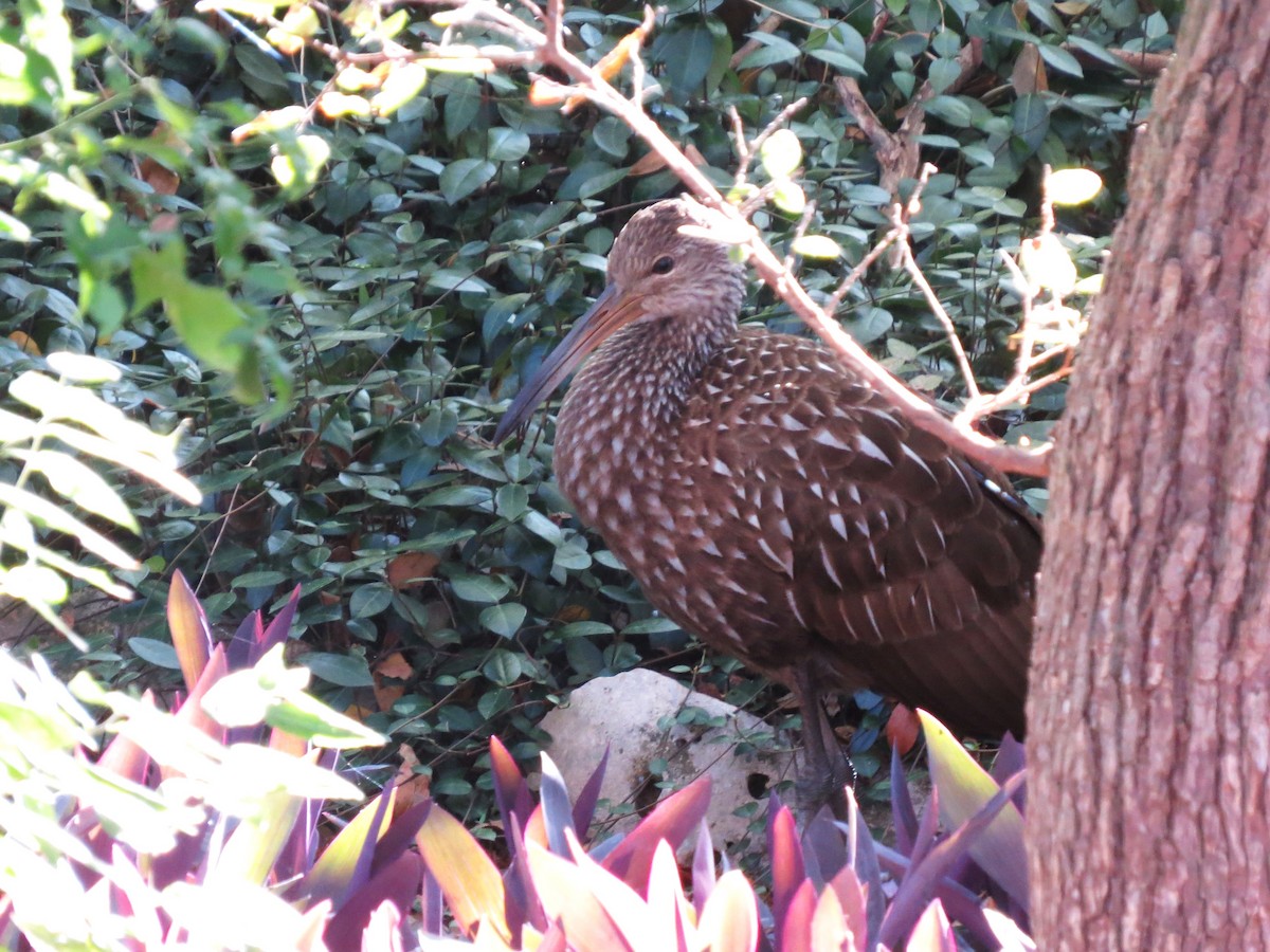 Limpkin - ML645859974
