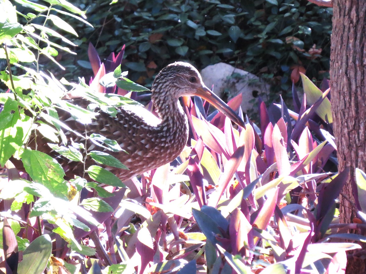 Limpkin - ML645859975