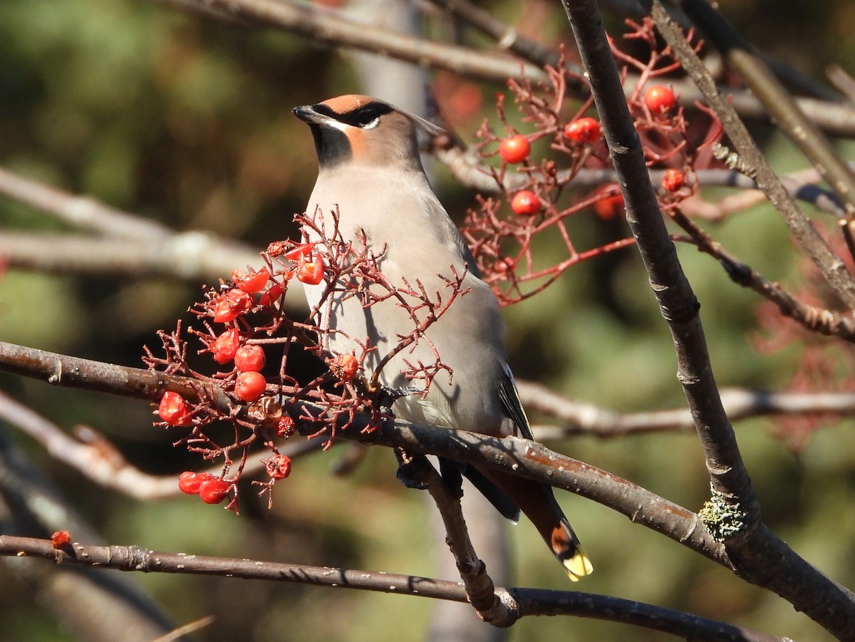 キレンジャク - ML645859976