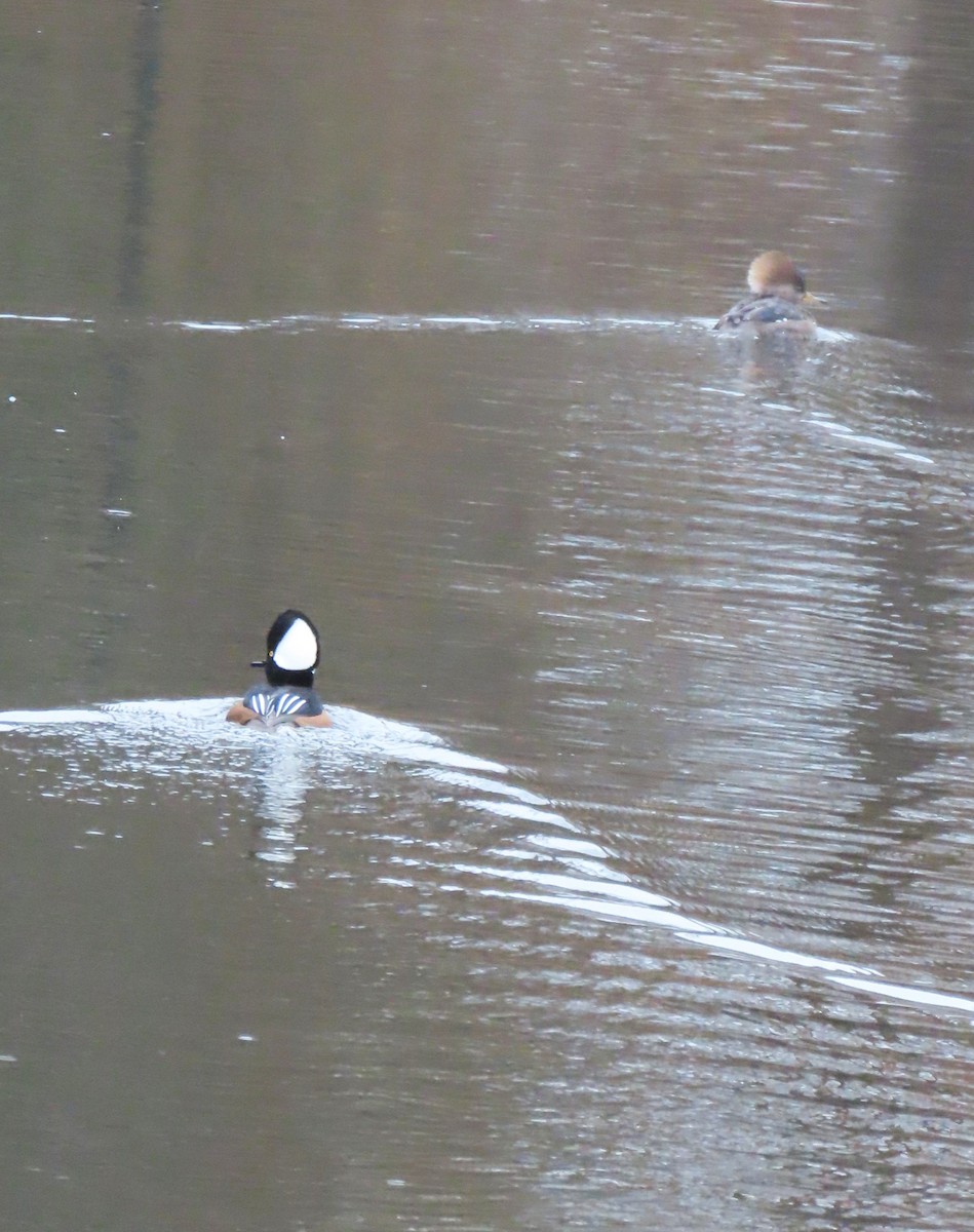 Hooded Merganser - ML645859979
