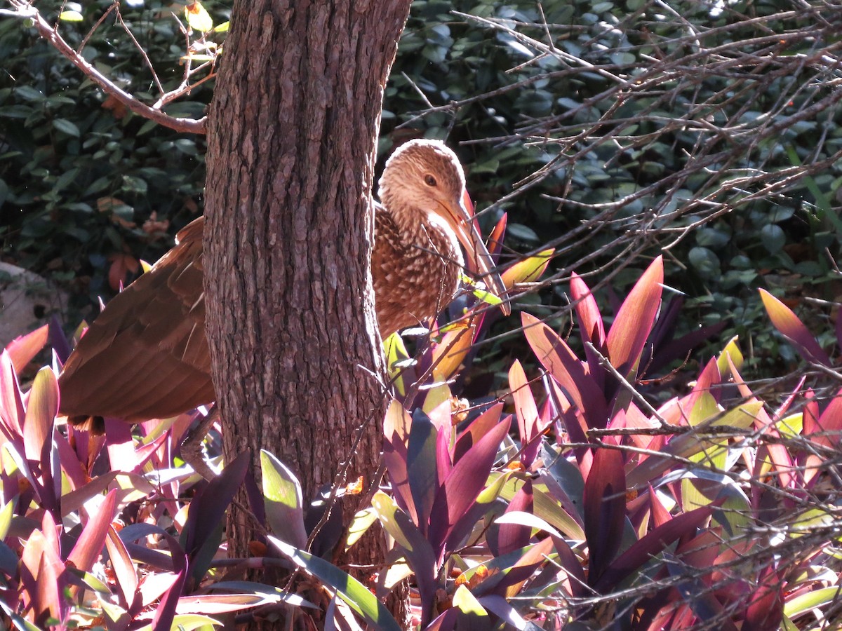 Limpkin - ML645859983