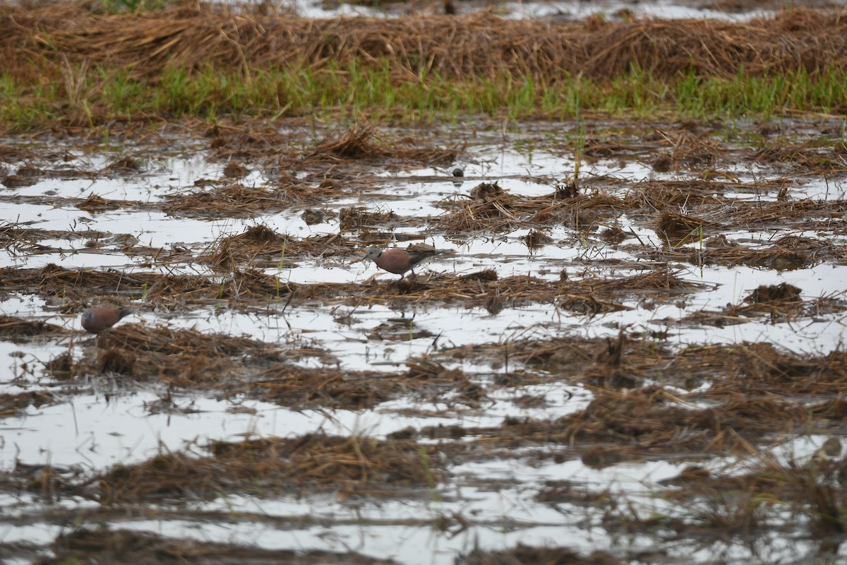 gråhodedue - ML645859984