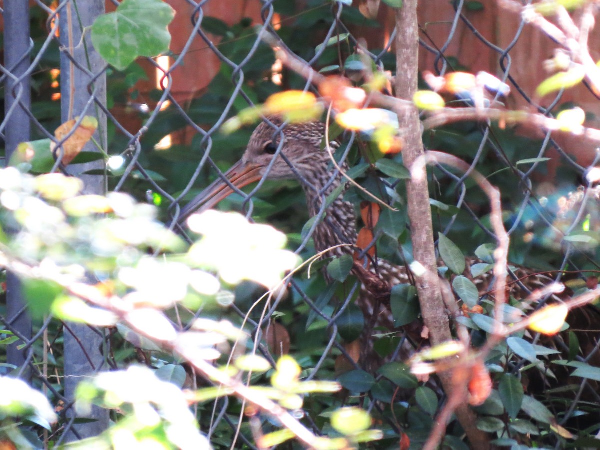 Limpkin - ML645859990