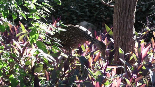 Limpkin - ML645859997