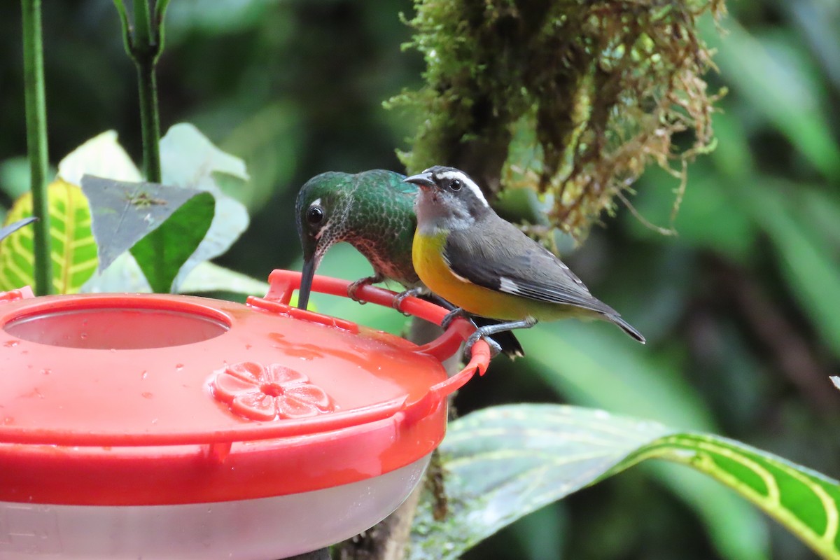 Zuckervogel - ML645860005