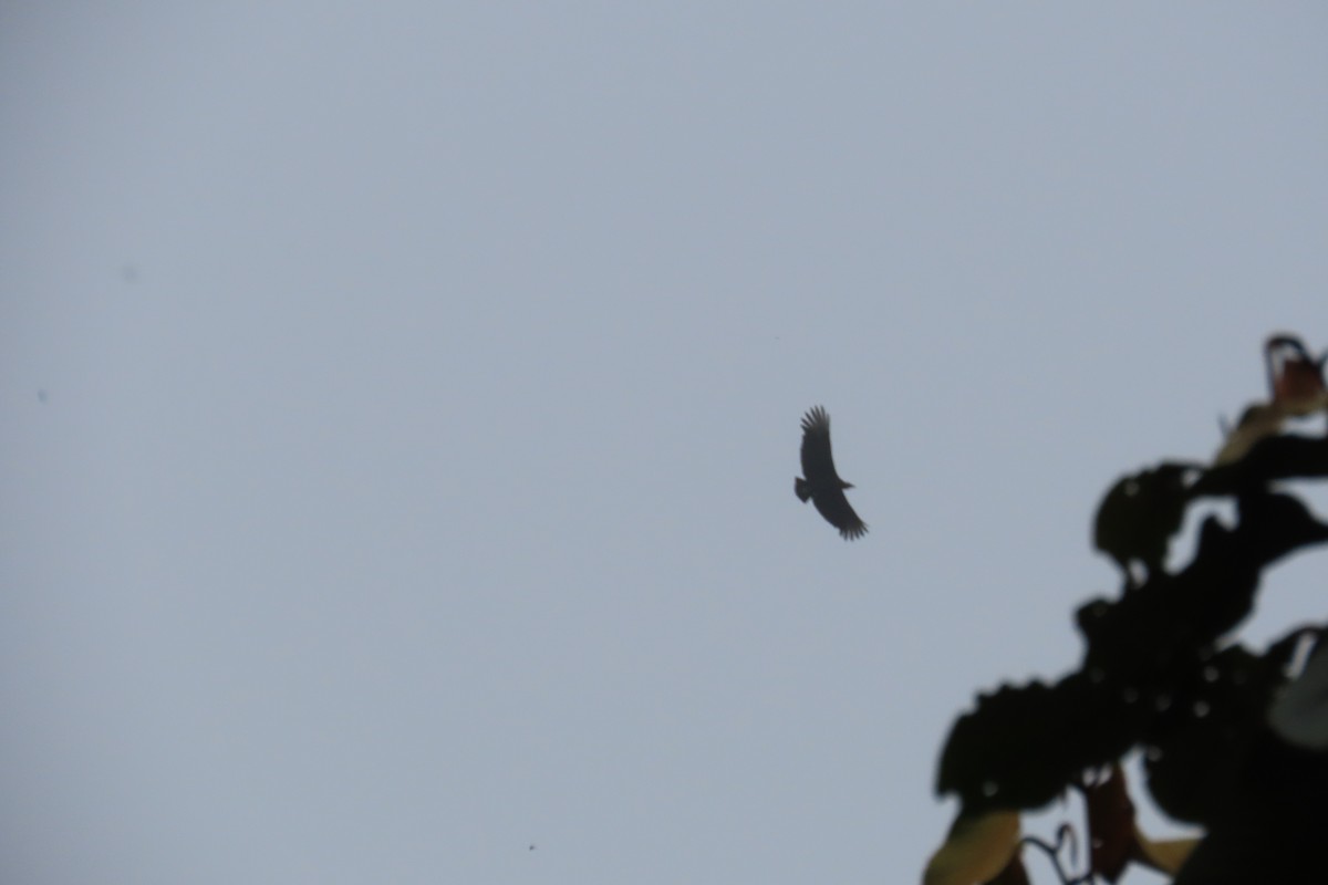 Black Vulture - ML645860022