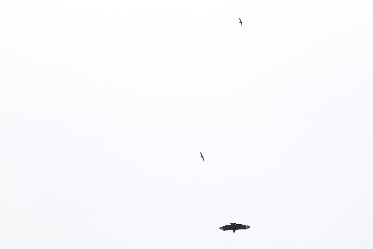 Halsbandsegler - ML645860025