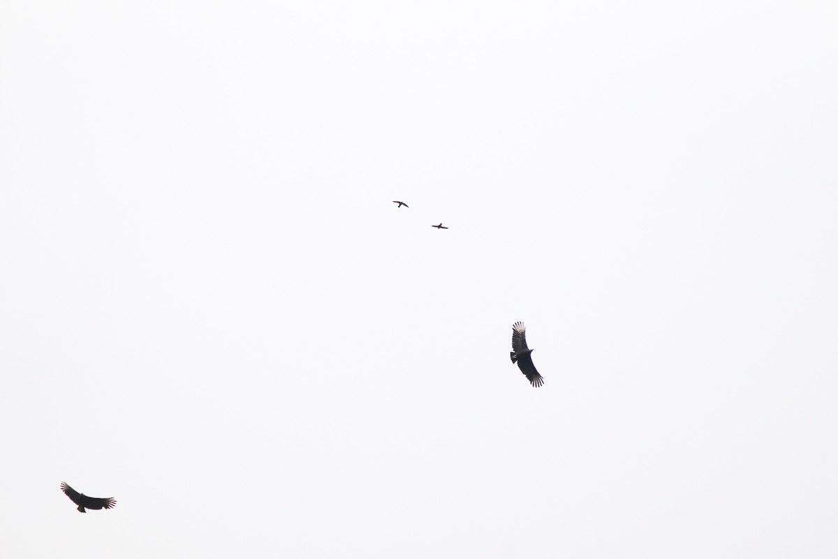 Halsbandsegler - ML645860026