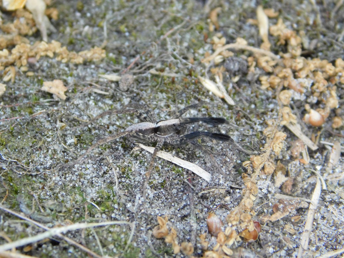 Brush-legged Split Wolf Spider - ML645860050