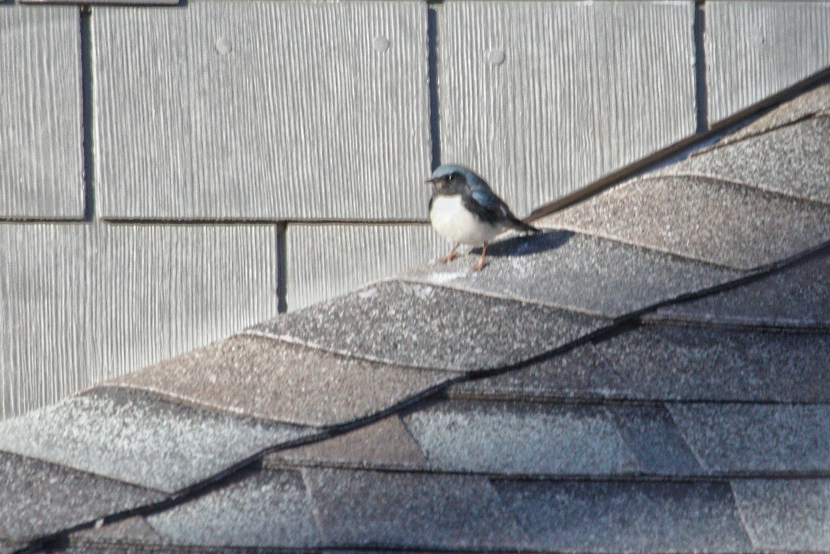 Black-throated Blue Warbler - ML645860061