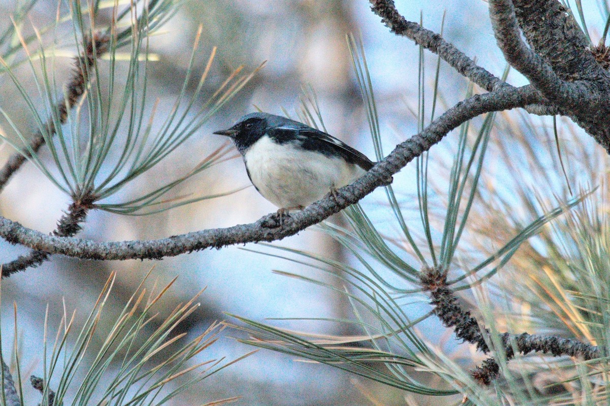Black-throated Blue Warbler - ML645860063