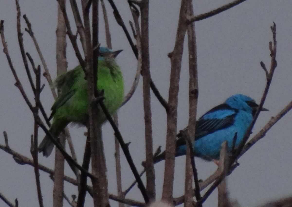 Blue Dacnis - ML645860070