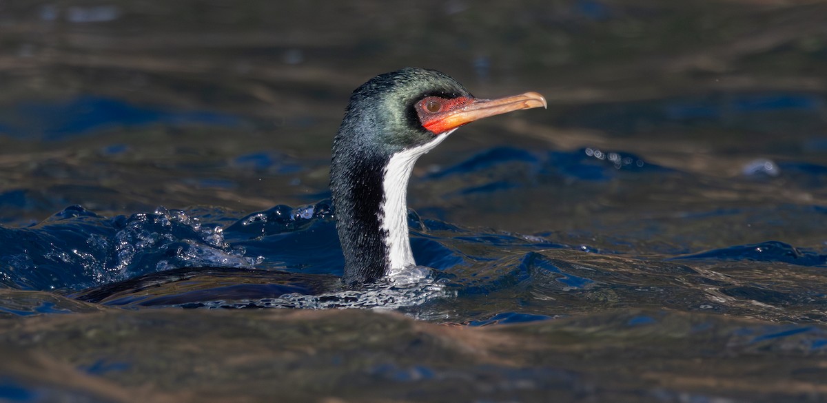 Bounty Islands Shag - ML645860073