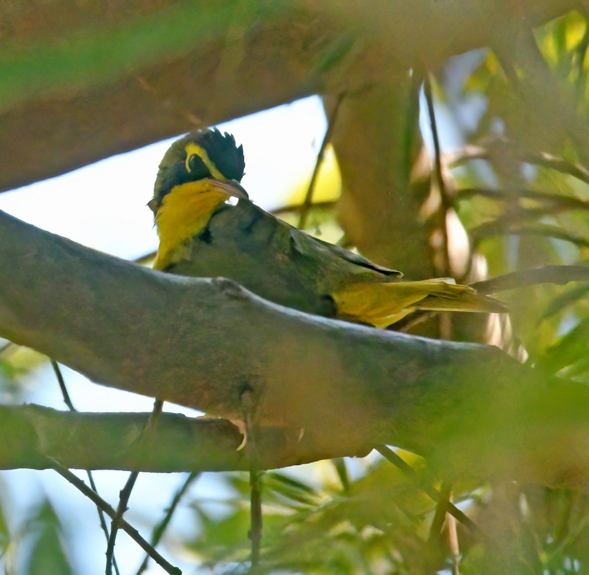 Reinita de Kentucky - ML645860077