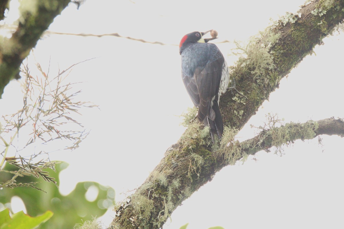 Acorn Woodpecker - ML645860078