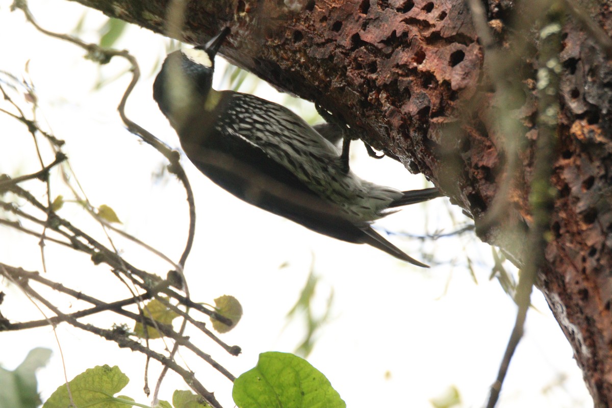 Acorn Woodpecker - ML645860079
