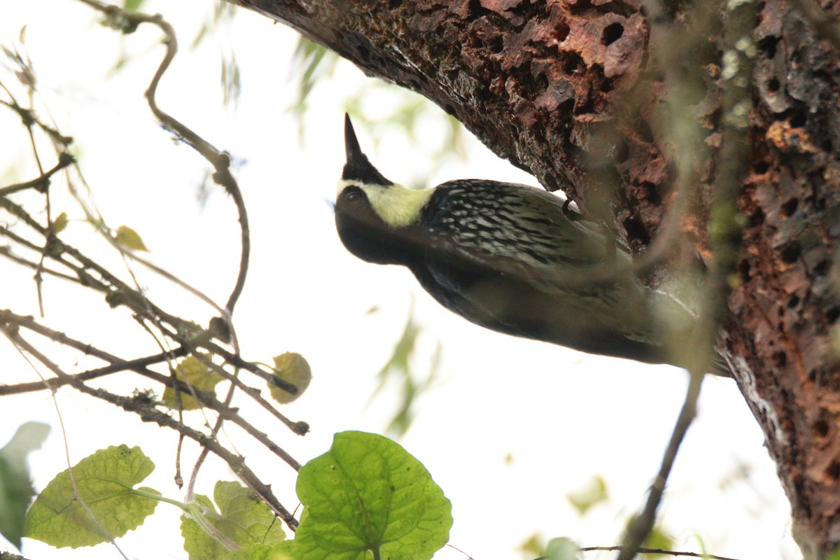 Acorn Woodpecker - ML645860080