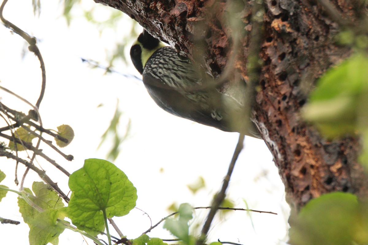 Acorn Woodpecker - ML645860081