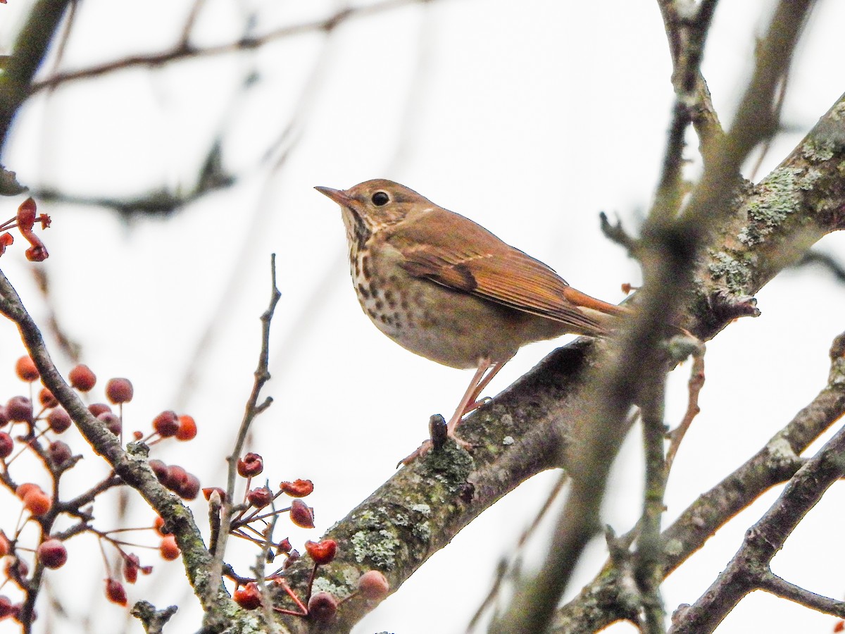Hermit Thrush - ML645860089