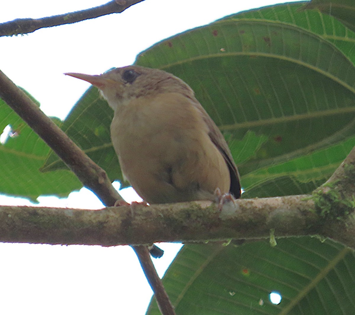 Southern House Wren - ML645860093