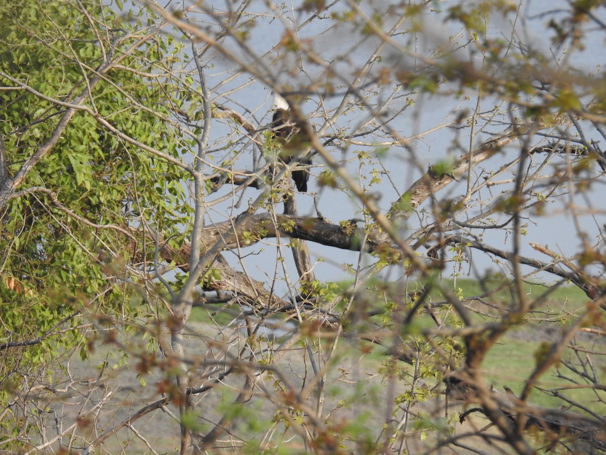 flodørn - ML645860099