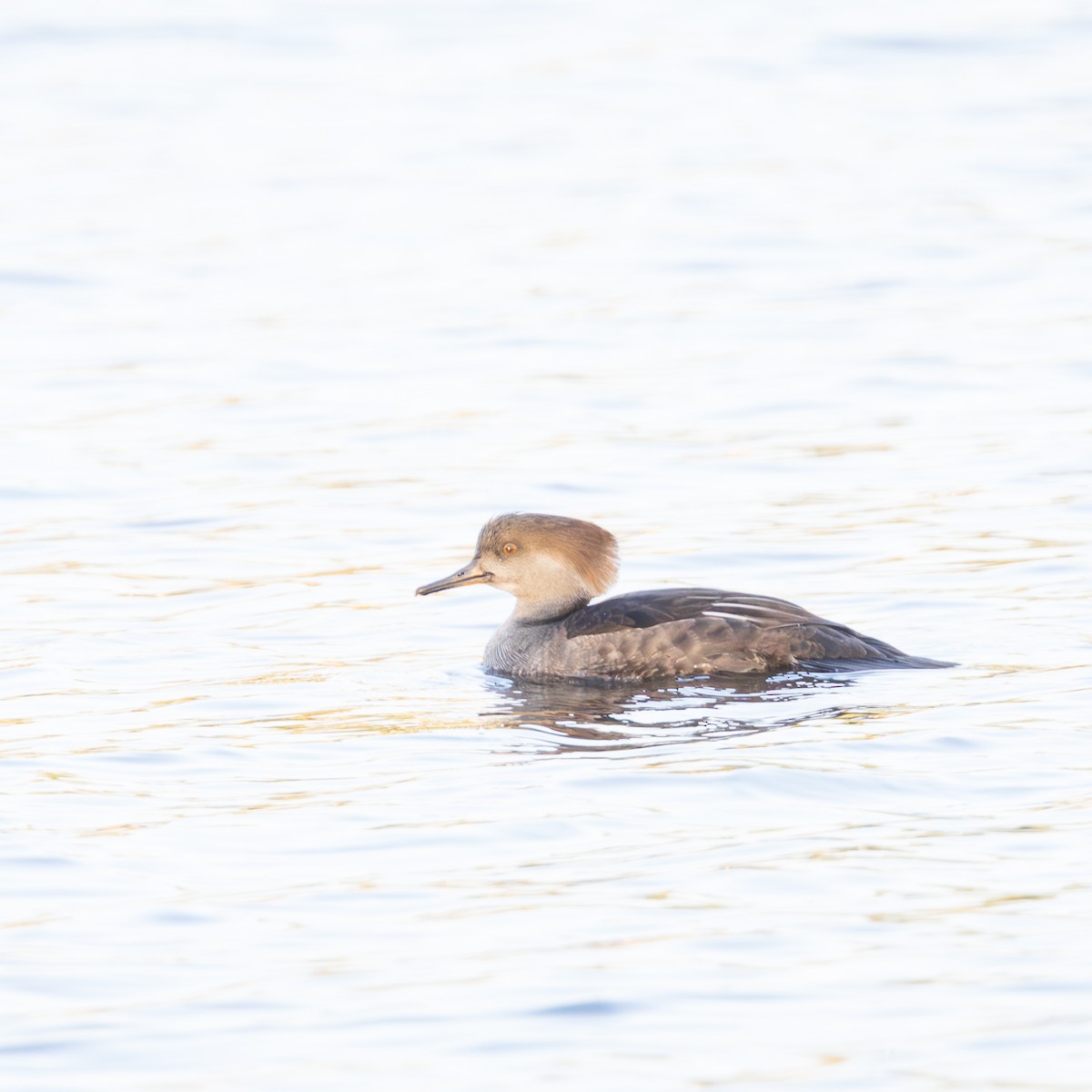 Hooded Merganser - ML645860102