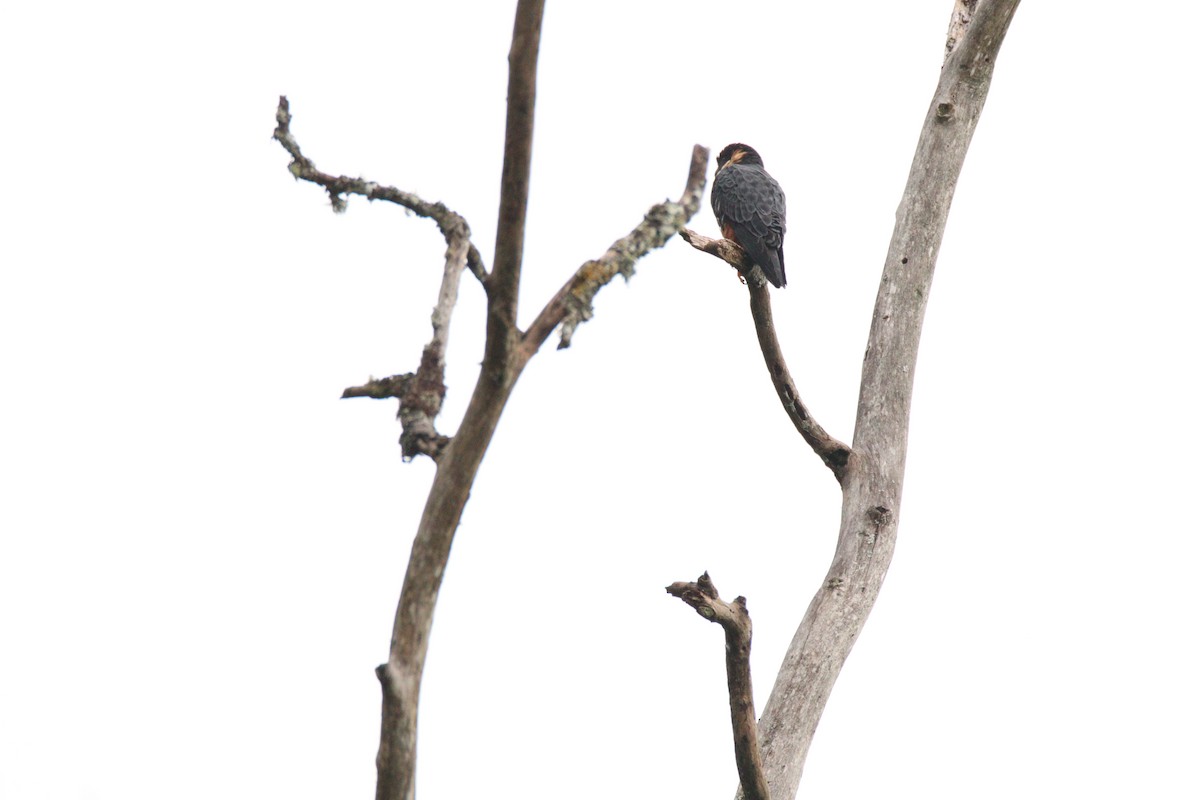 Bat Falcon - ML645860107