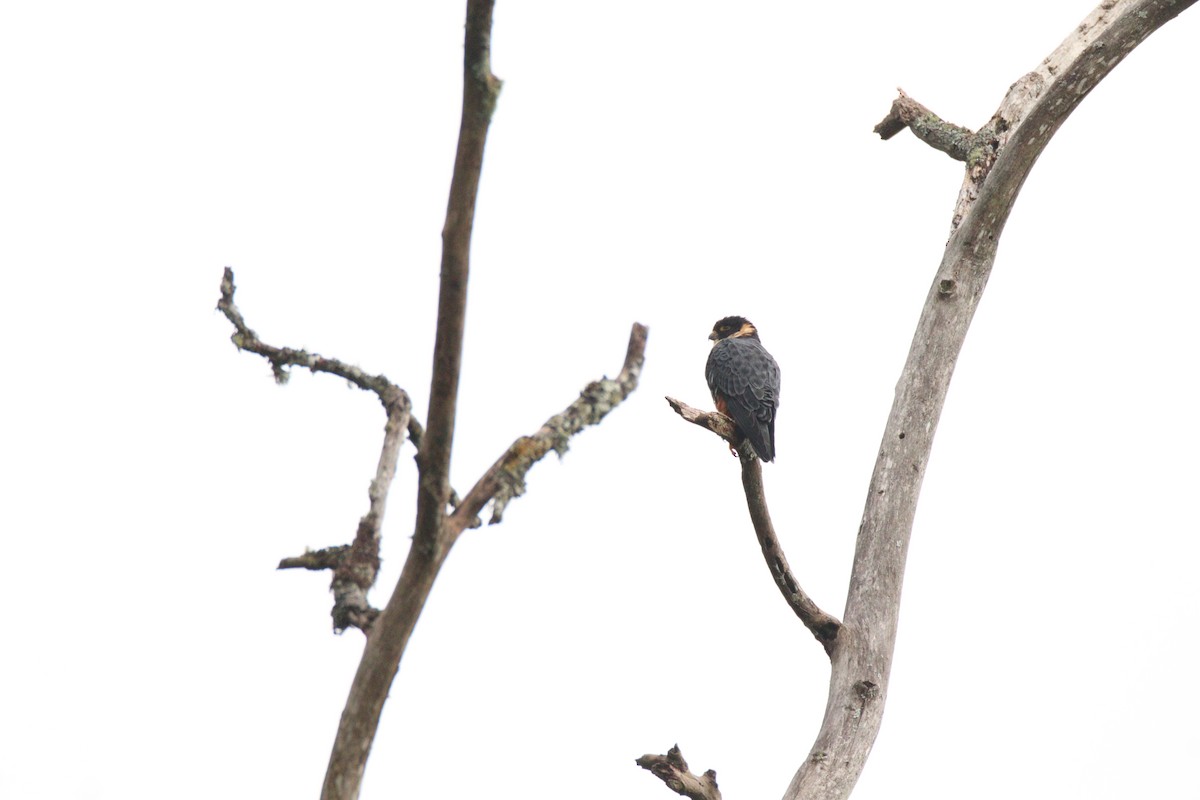 Bat Falcon - ML645860108