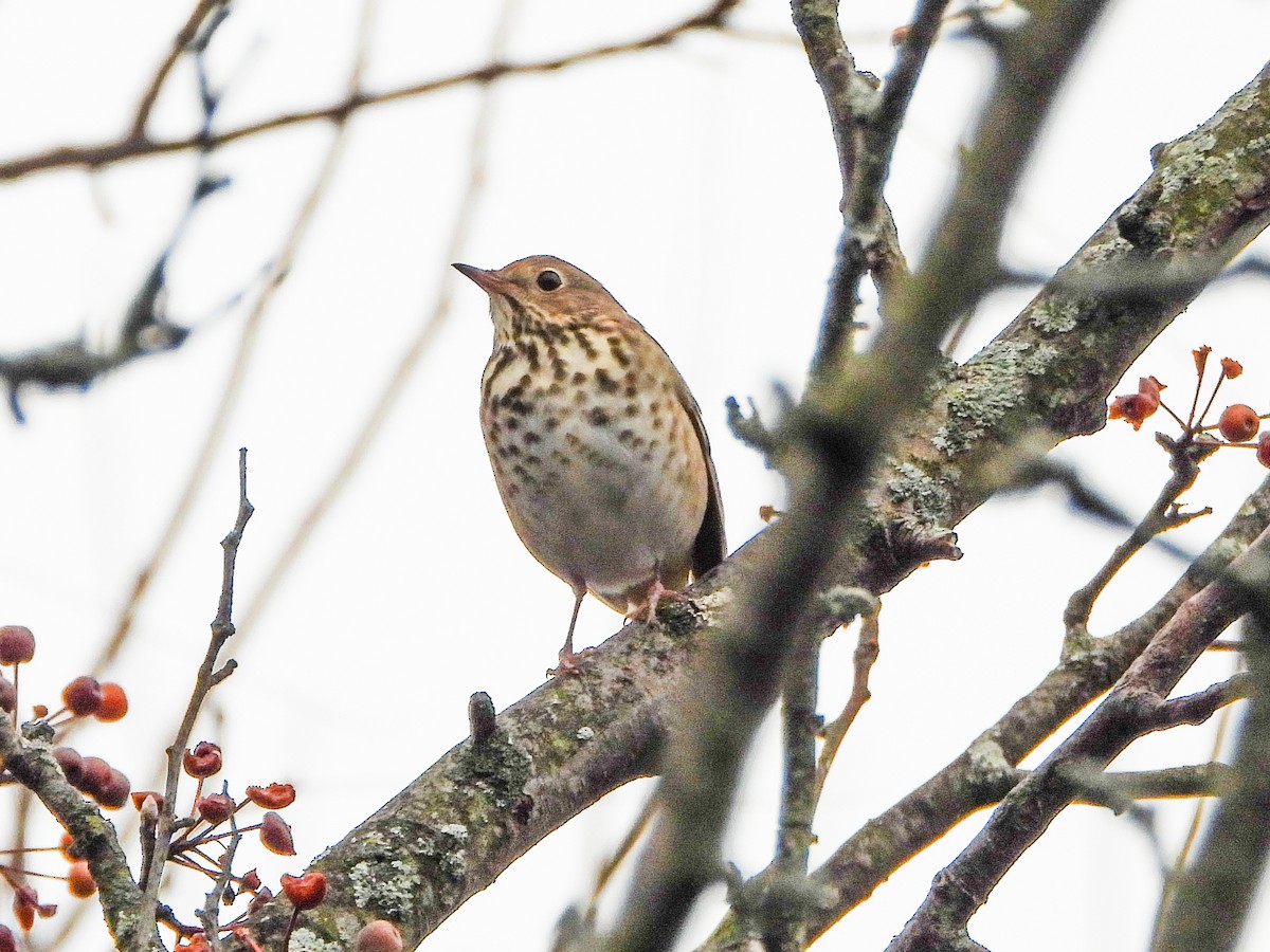 Hermit Thrush - ML645860110
