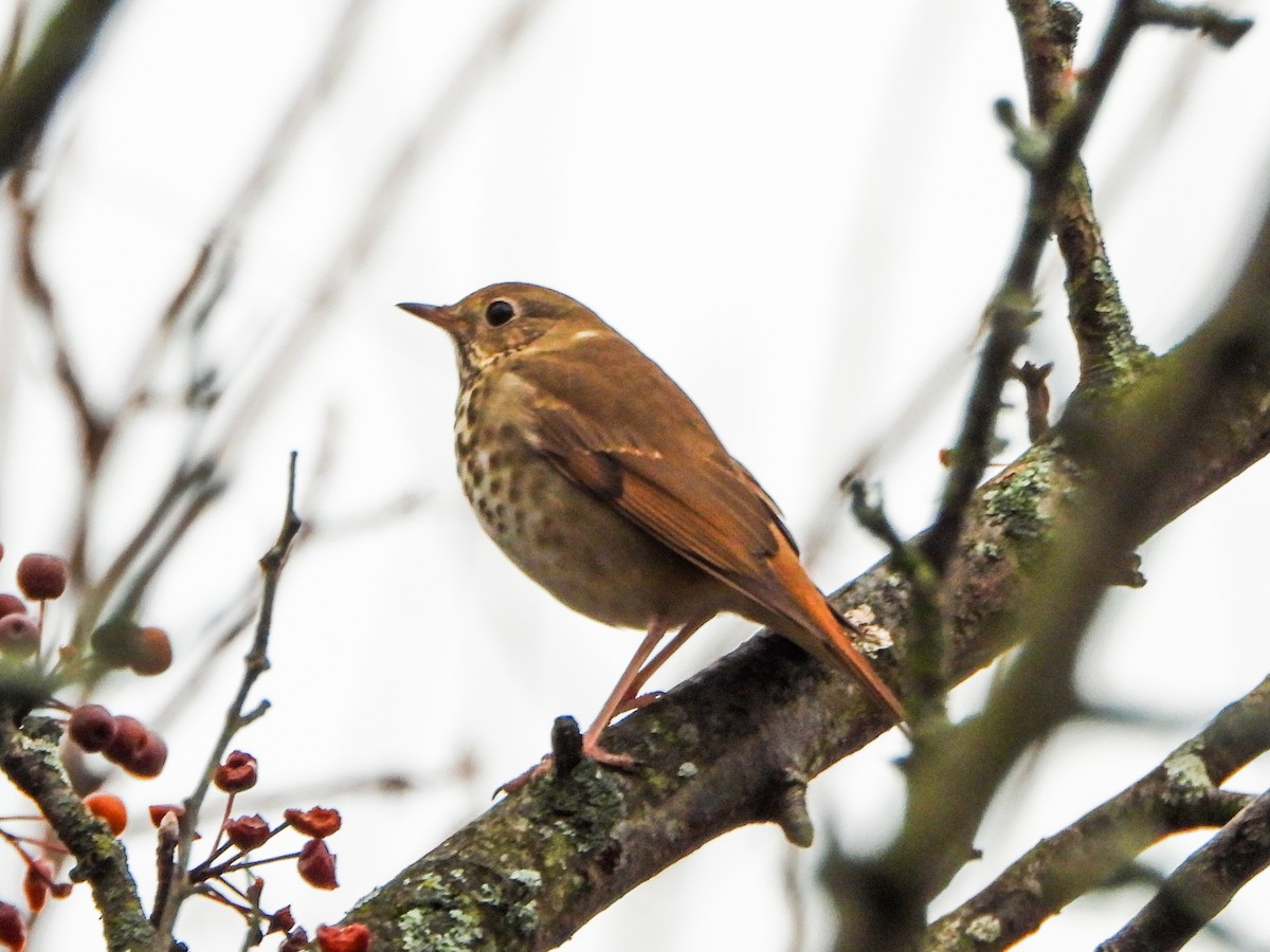Hermit Thrush - ML645860111