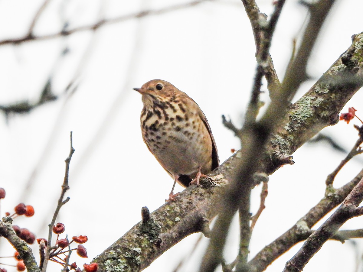 Hermit Thrush - ML645860112
