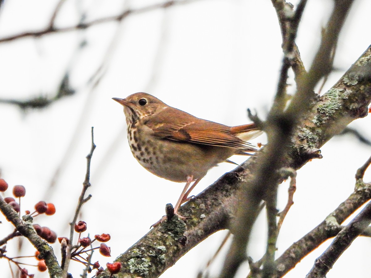 Hermit Thrush - ML645860113